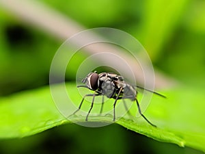 TheÂ houseflyÂ & x28;Musca domestica& x29; is a fly of the suborder Cyclorrhapha. in indian village